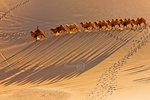 Camel Walk_17