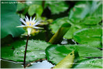 LEE_9794