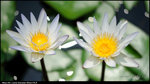 LEE_0238
