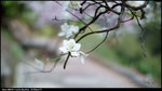 nEO_IMG_DSC03528