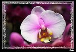 IMG_7828