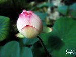 IMG_5640a