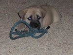 day1 puppy on street - 5