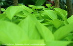 PICT0043-1
