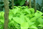PICT0046-1