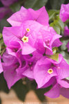 LI_JIANG_1_0056