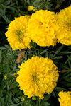 LI_JIANG_1_0058
