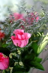 Flower.jpg