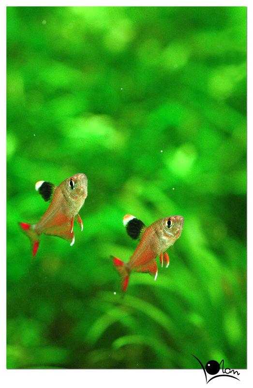 圖檔