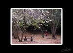 060303004-OP