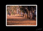 060303006-OP