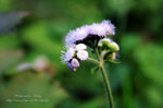 PICT0835