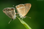 IMG_2166re