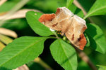 IMG_2226re