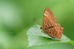IMG_2730re