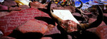 xpan8_resized_800