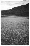 tibet_bw013