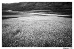 tibet_bw014_1