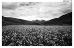 tibet_bw024