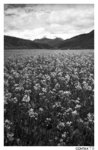 tibet_bw025