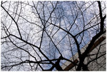 R0016462_REZ