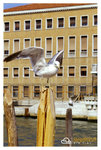 VENEZIA002 copy