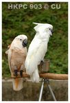 Resize of DSC_8807a1