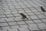IMG_1319