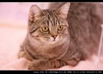 IMG_7545