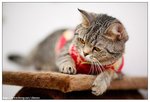 IMG_0060