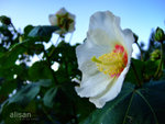 DSCF0346-2