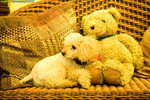 IMG_5729-2