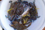 R_MosB11_001