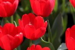 02-Flower Festival 05_8877