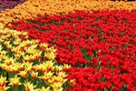 03-Flower Festival 05_8879