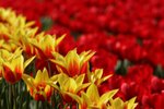 05-Flower Festival 05_8885