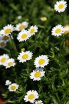 06-Flower Festival 05_8873a