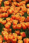 07-Flower Festival 05_8892