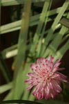08-Flower Festival 05_8894