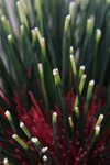 10-Flower Festival 05_8897