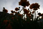NZ-Christchurch-6152