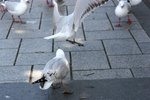 NZ-Christchurch-6210