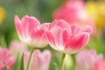 DSCF3940