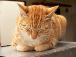 Cat_004