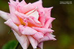 Macro 20060924 006