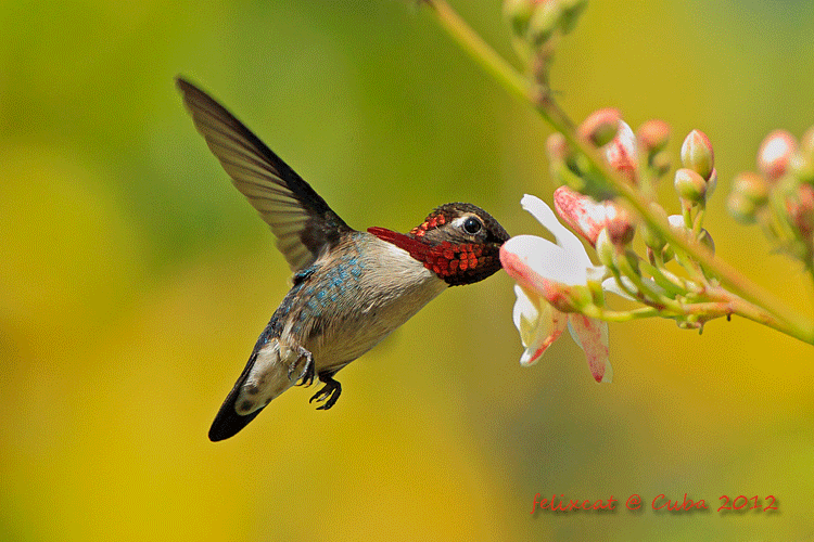 ʧle (Bee Hummingbird, male)