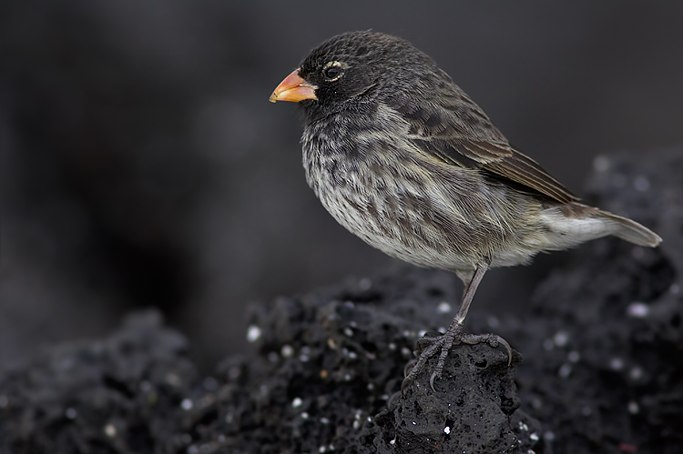 Bird of Galápagos Islands