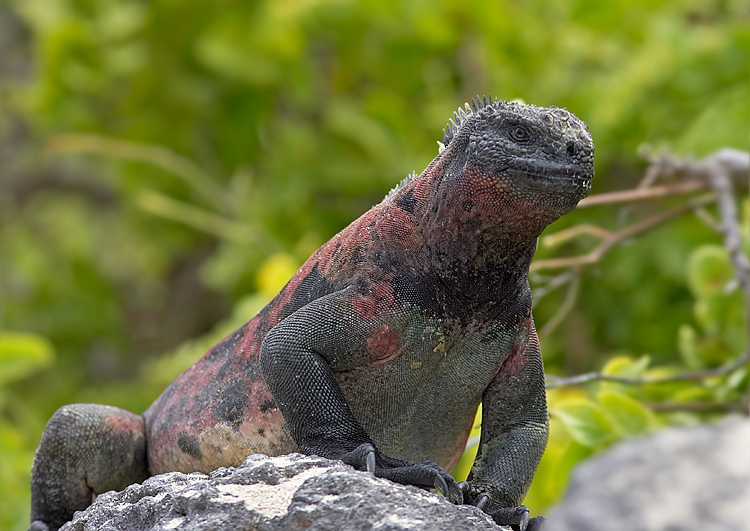 Widlife on Galapagos Islands