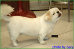 
�L�u����dog dog
