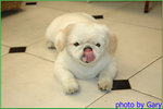 
�L�u����dog dog 
 
